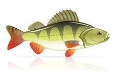 морска храна за панкреатитис